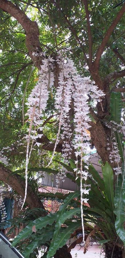 Linh Soi Homestay Mai Châu Dış mekan fotoğraf